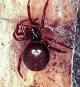 Steatoda_bipunctata_F1931_Z_81_Les Gris_Frankrijk